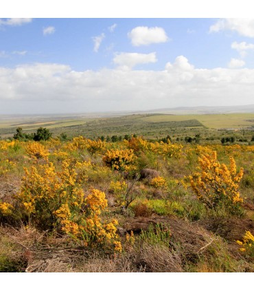 FLEURS DE HONEYBUSH 100G SACHET