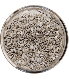 GRAINE DE TOURNESOL Bio 100g
