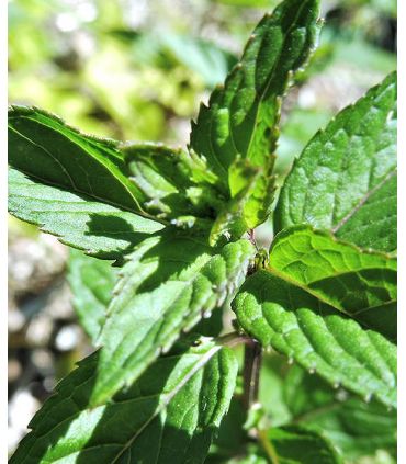 HUILE DE MASSAGE « SENZA TEMPO » 50ML